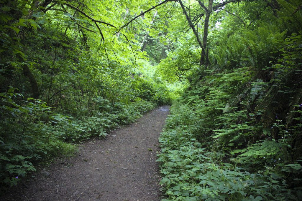 Forrest Park Trail
