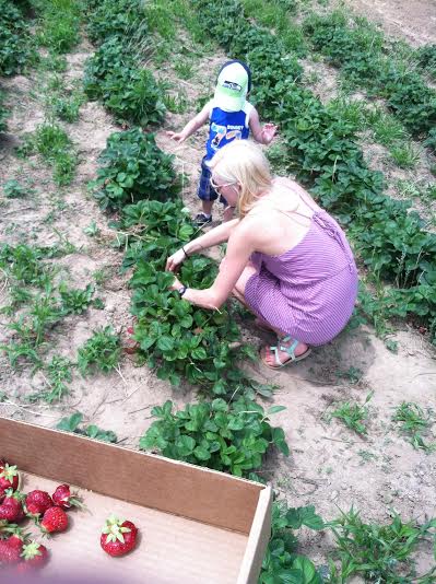 picking strawberries with micah