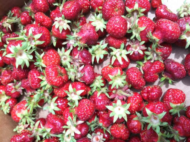 strawberries-from-greenbluff