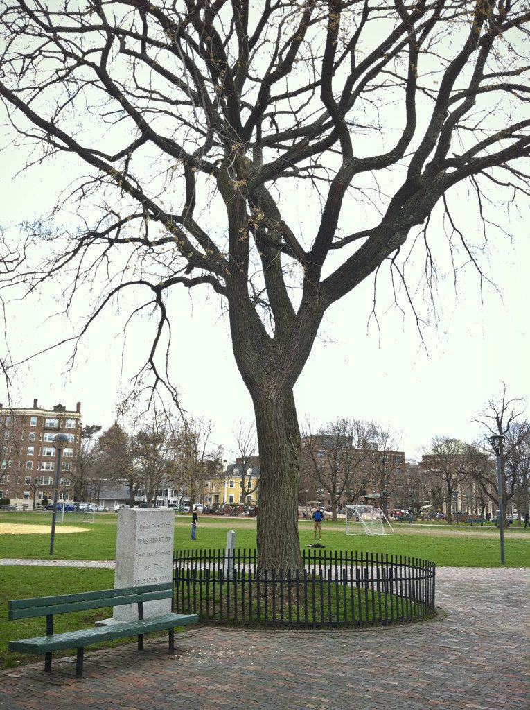 washington took command under tree