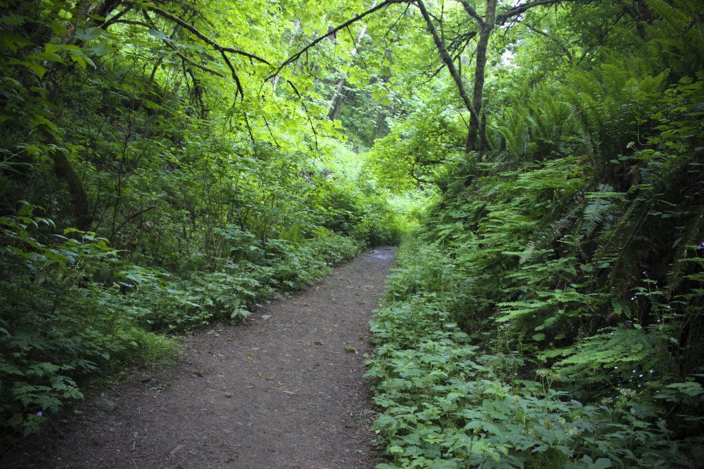 Forrest Park Trail