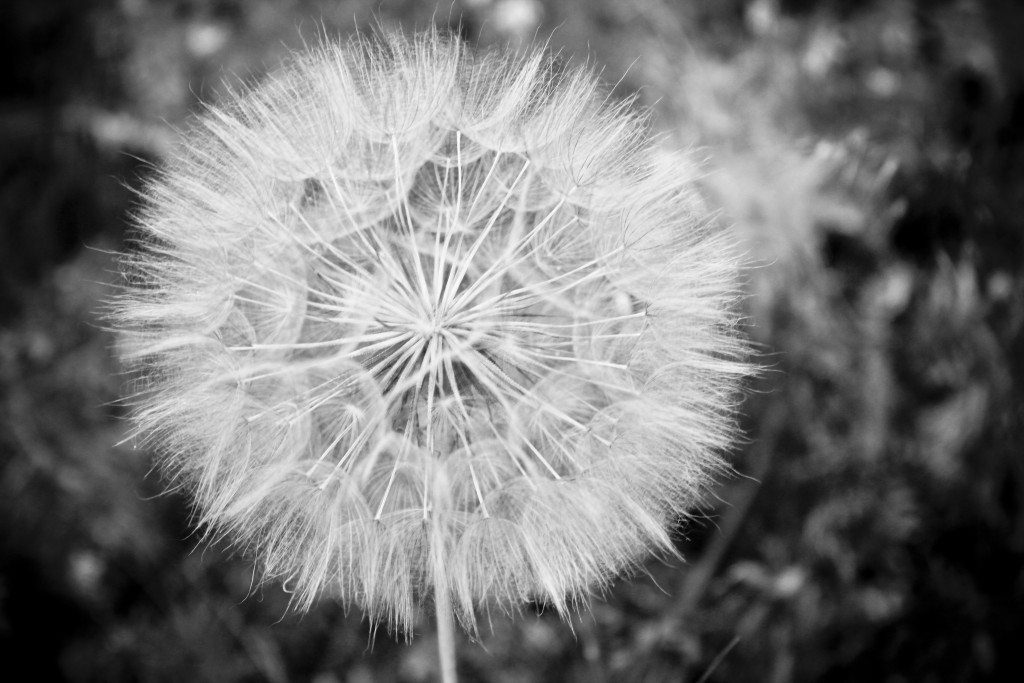 DandyLion