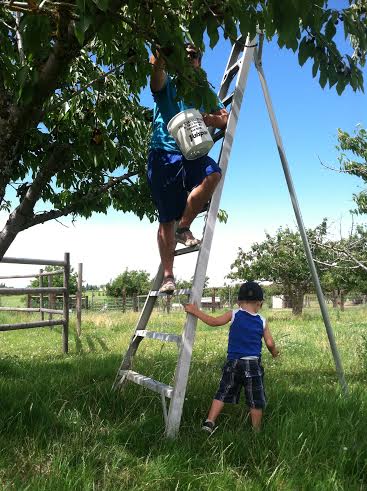 cherry picking with logan and micah