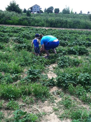 logan & micah picking strawberries