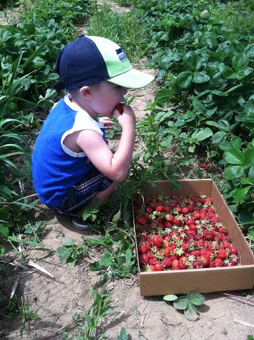 micah sneaking strawberries on 4th