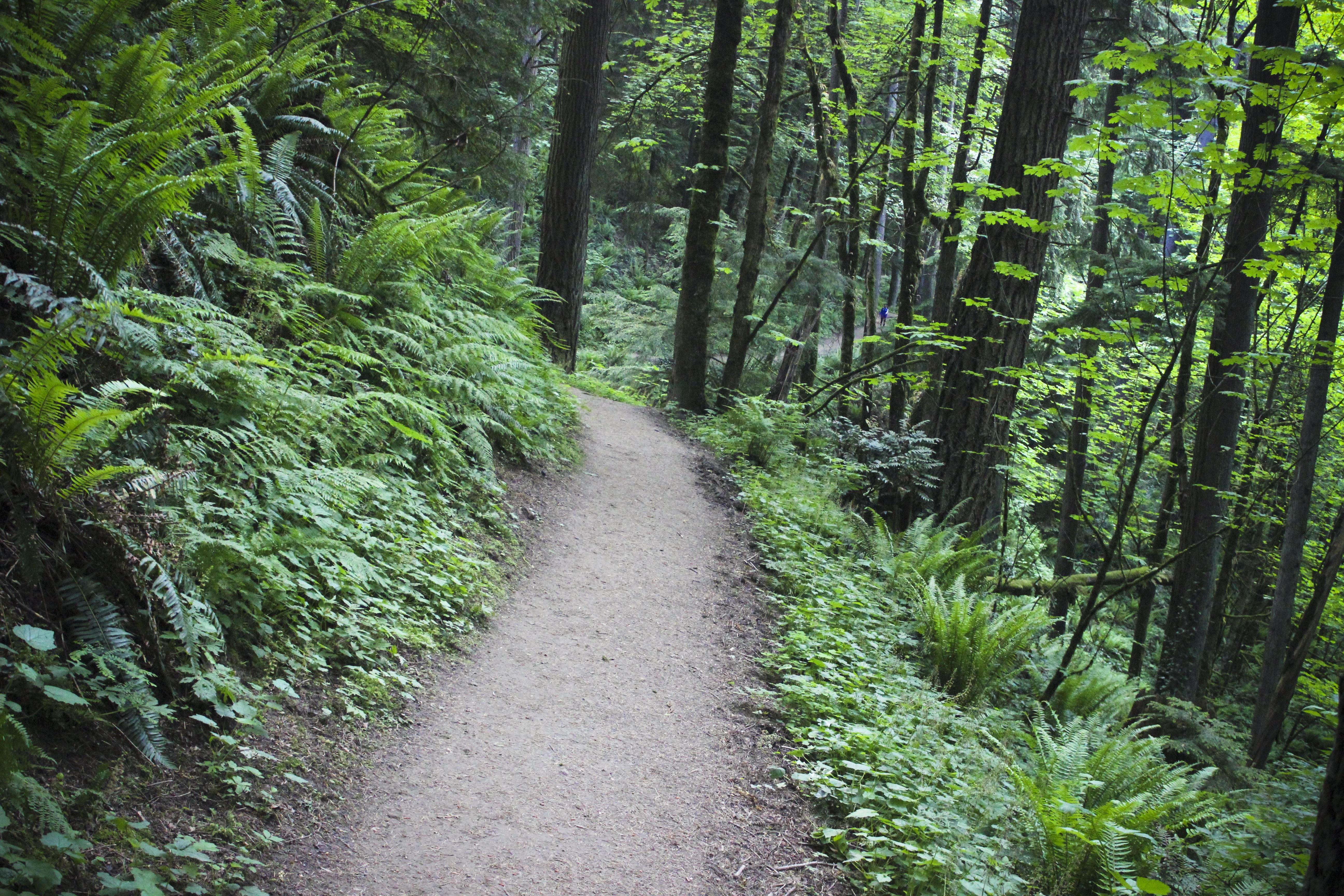 Forrest Park Trail 3