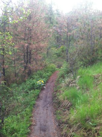 good morning on the trails