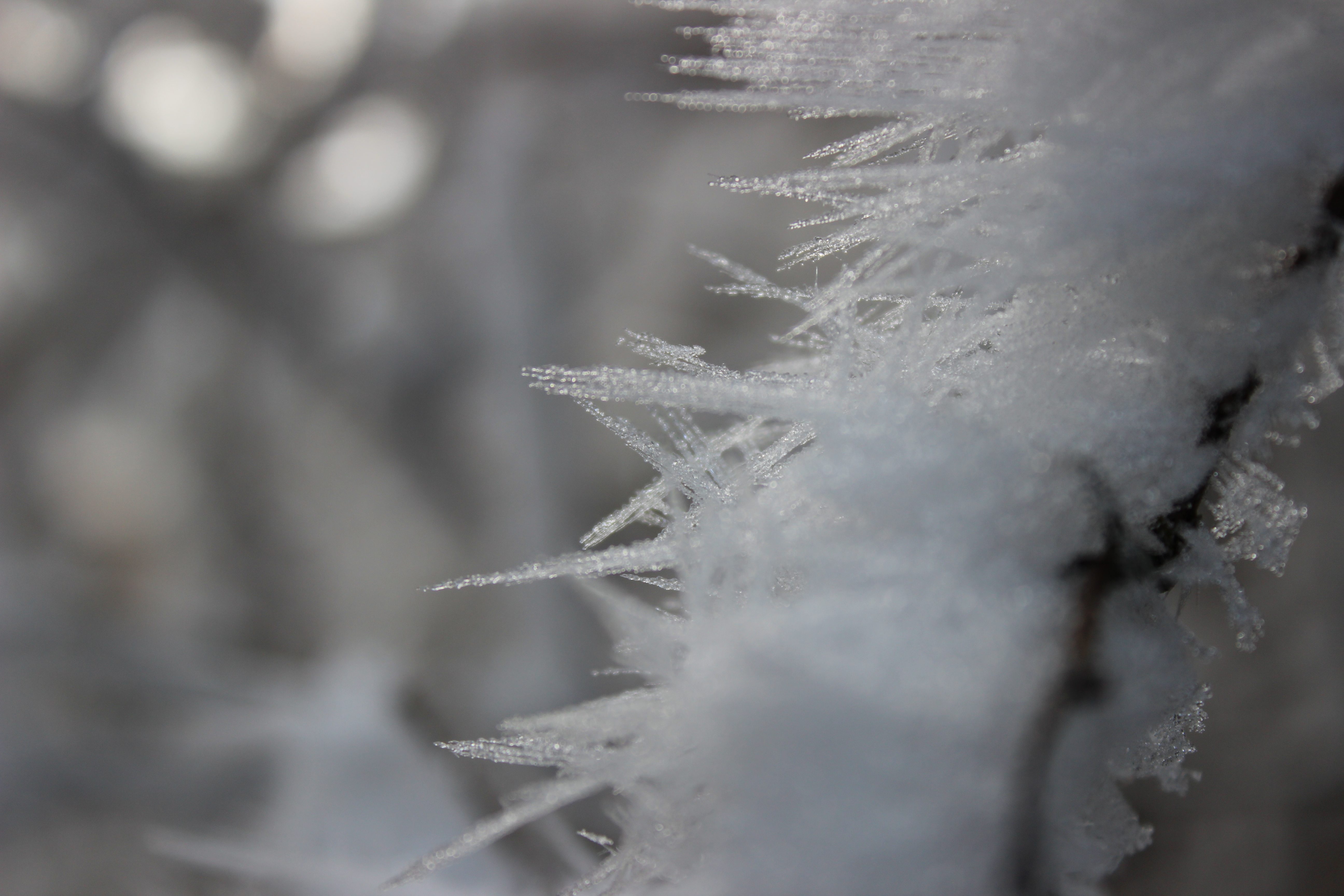 frosty winter wonderland