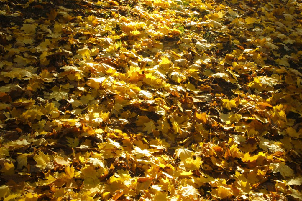 cool-leaves-in-the-park